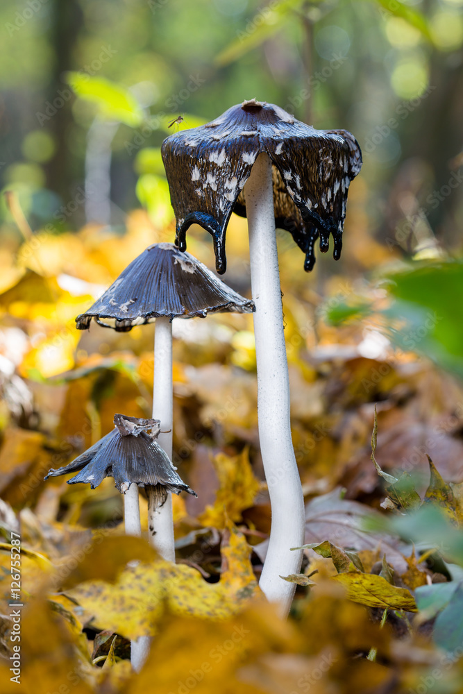 shaggy-ink-cap