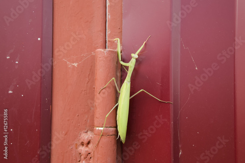 Mantis on red fence. Mating mantises. Mantis insect predator.