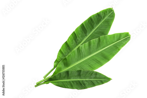 Banana leaves isolated over white