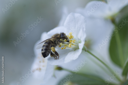 Vászonkép Wespe auf einer Blüte
