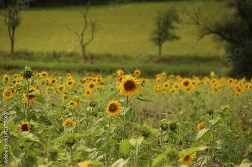 Sonnenblumenfeld