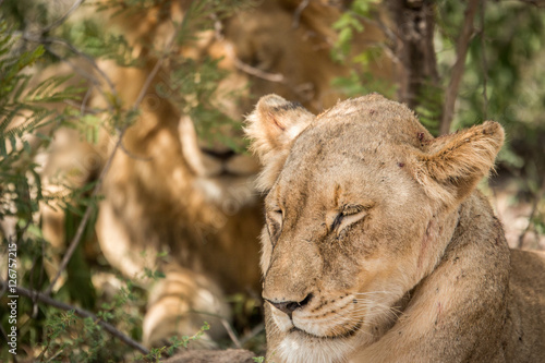 Mating couple of Lions relaxing.