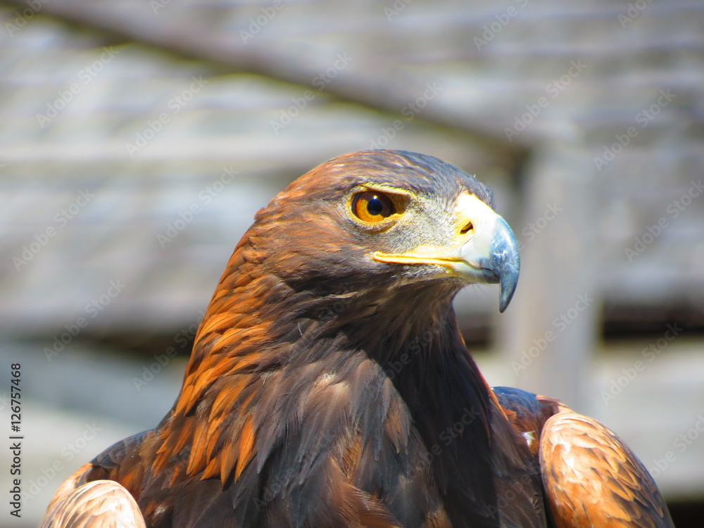 Fototapeta premium eagle