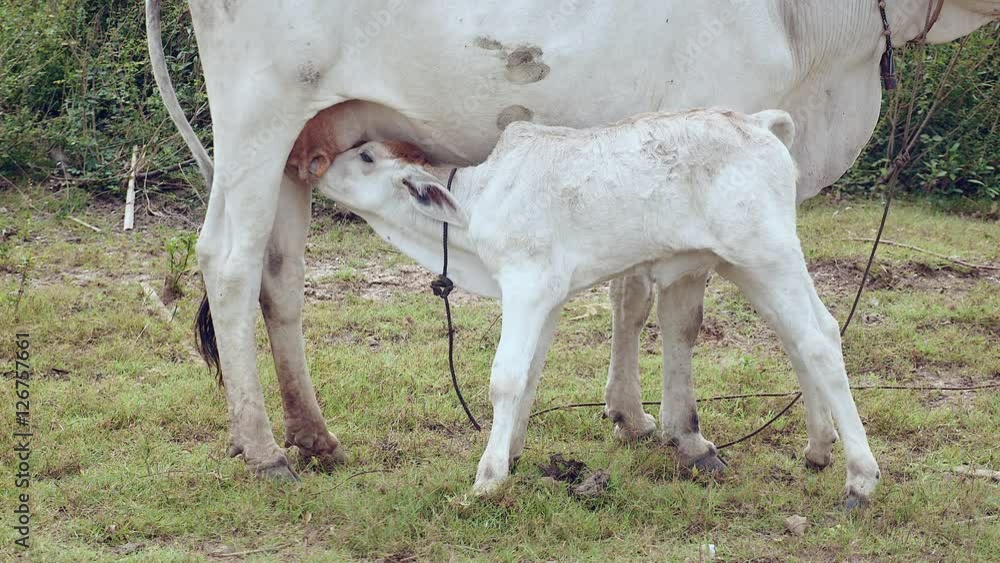 White calf sucking up milk from his mother in a field (close-up) White calf sucking up milk from his mother in a field (close-up)