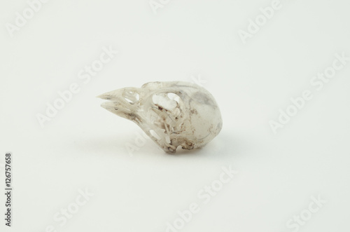 The skull of the bird on white background.