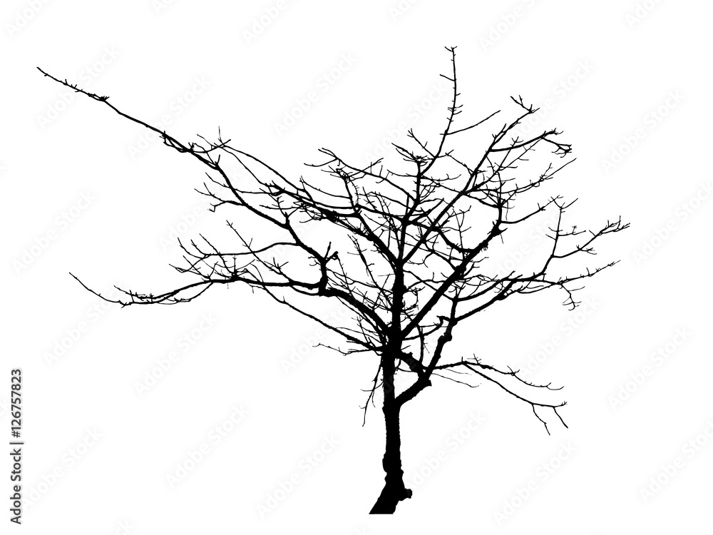 Silhouette of dead tree without leaves Silhouette of dead tree without leaves