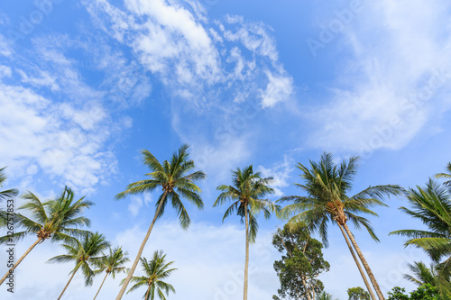 Fototapeta Naklejka Na Ścianę i Meble -  Coconut palm and  trees perspective view