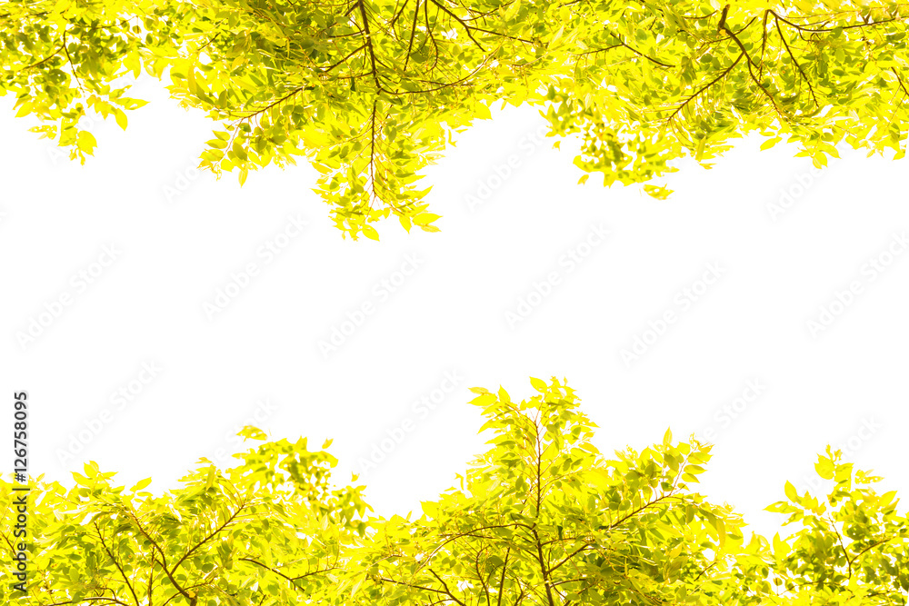 Green leaves on white background Green leaves on white background