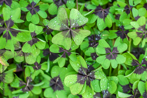 Oxalis tetraphylla background photo