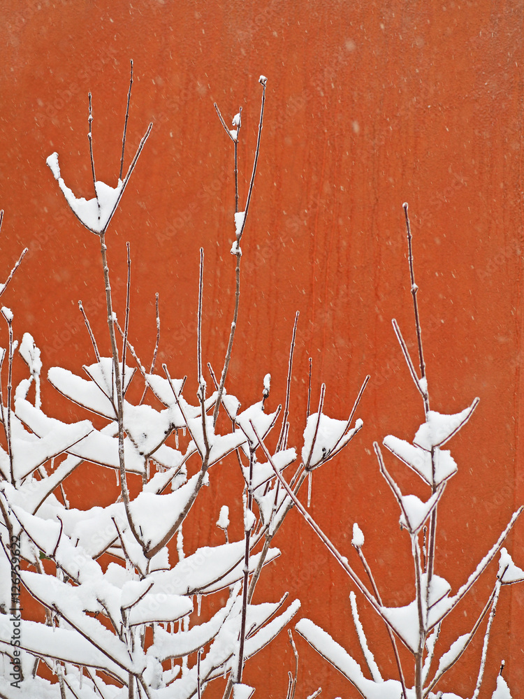 Branches of a tree covered with a thick layer of ice and snow on a red ...