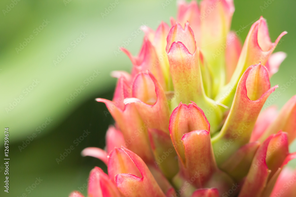 Close up crape ginger flower or Costus speciosus in garden