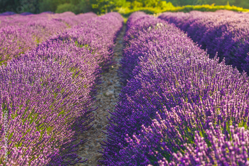 Lavendel Felder  Sommer  Sonnenuntergang