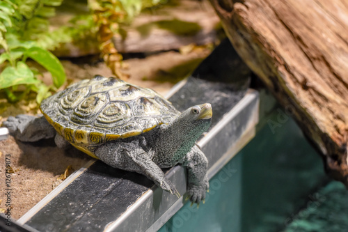 Turtle on the edge. photo