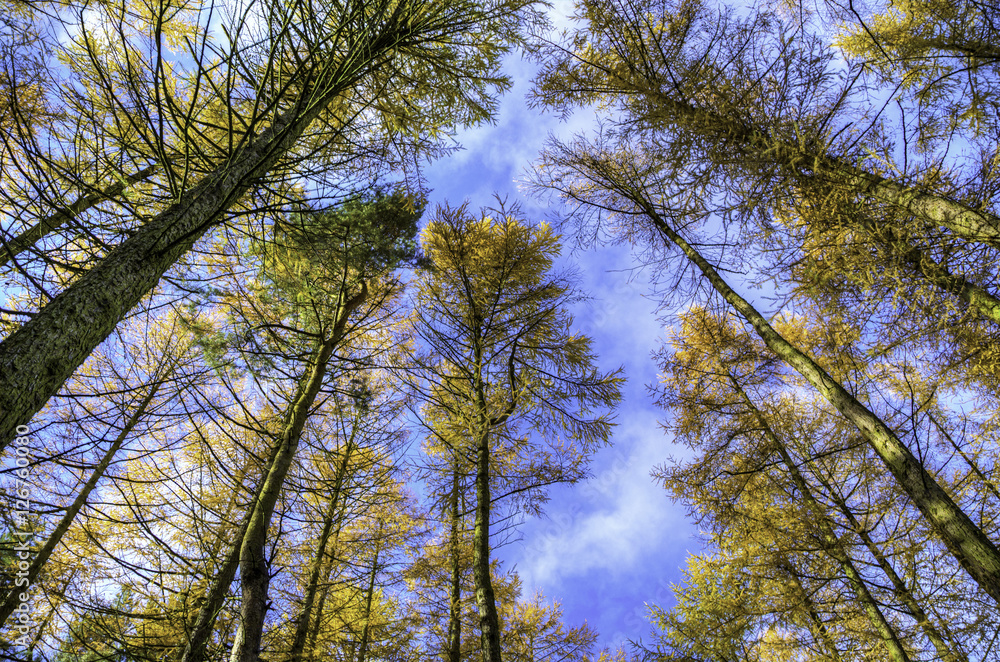 Fototapeta premium forest in fall