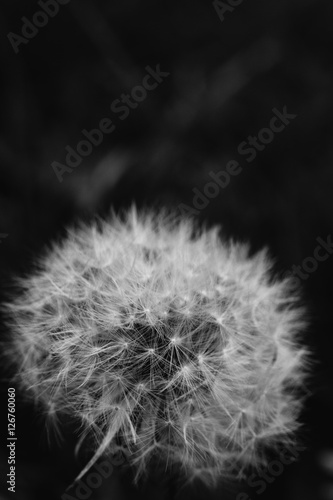 Black and white abstract close up macro of dandelion head that has gone to seed with copy space above © PNPImages