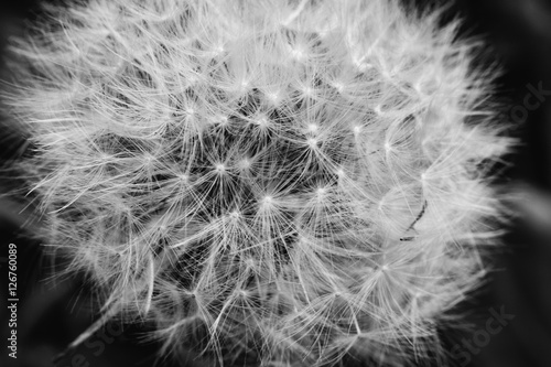 Black and white abstract close up macro of dandelion head that has gone to seed