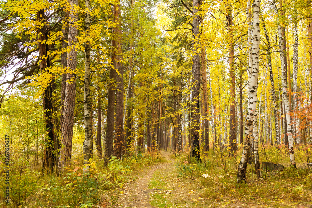 Fototapeta premium Autumn in pine and birch forest