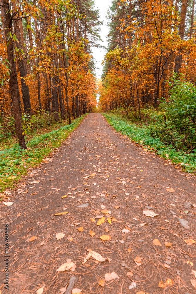 Fototapeta premium Autumn in pine and birch forest