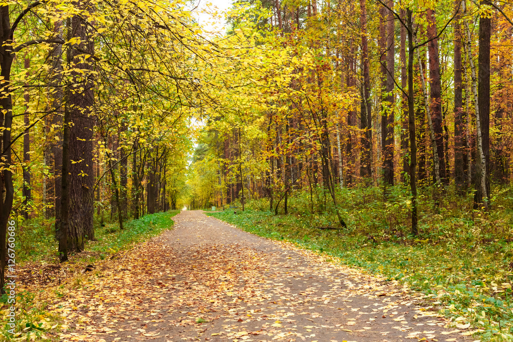 Obraz premium Autumn in pine and birch forest