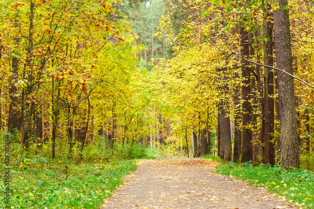 Autumn in pine and birch forest