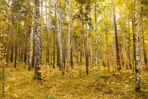 Autumn in pine and birch forest