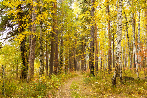 Autumn in pine and birch forest