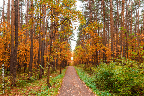 Autumn in pine and birch forest