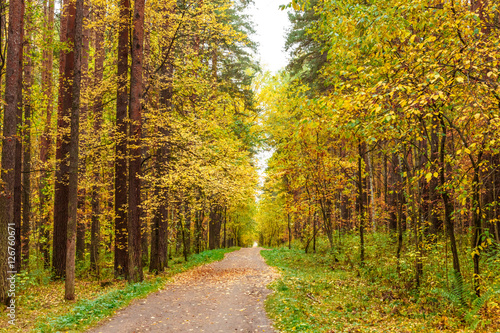 Fototapeta Naklejka Na Ścianę i Meble -  Autumn in pine and birch forest