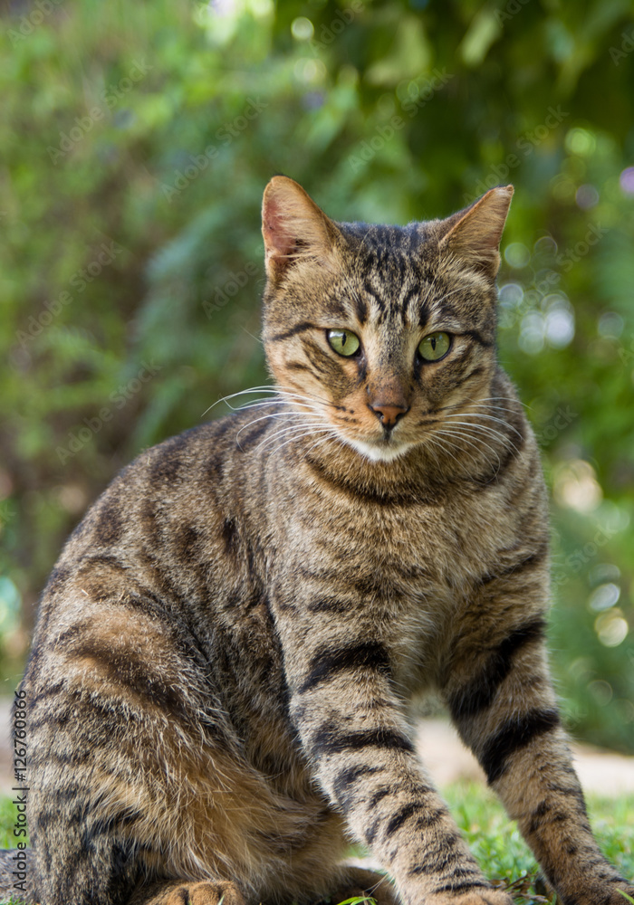 Cat model look Cat model look