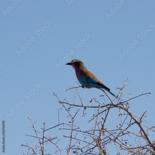 Lilac-breasted roller as the national bird of Botswana