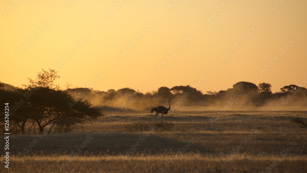 Ostrich running among the golden light from the sunset in Namib Desert in Botswana
