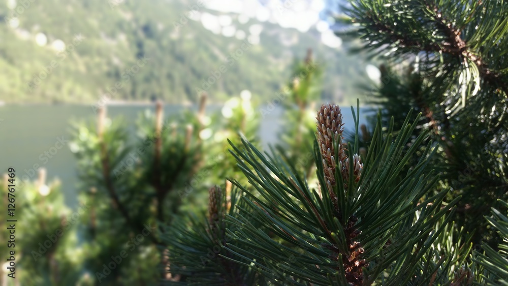 Fototapeta premium Iglaska roślinność nad jeziorem