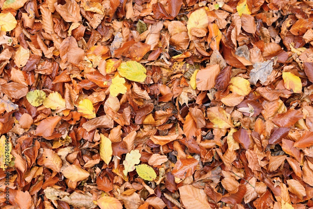 Autumn leaves. Natural seasonal colored background Autumn leaves. Natural seasonal colored background
