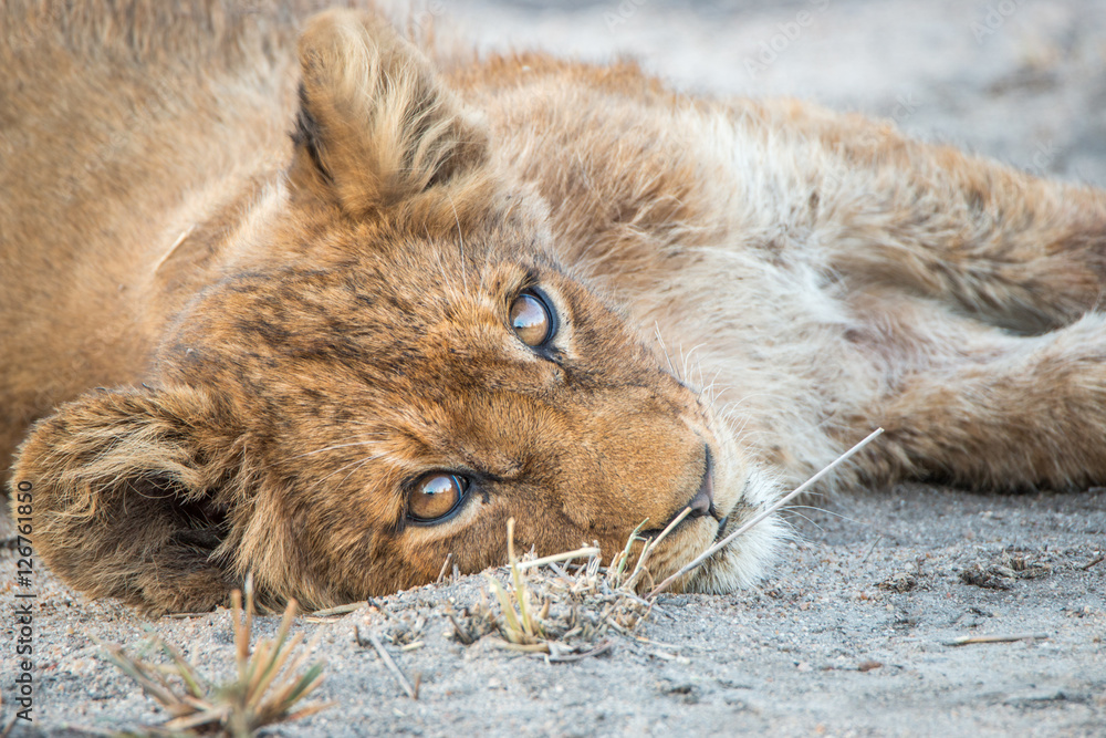 Naklejka premium Relaxing Lion cub.