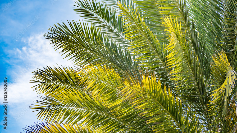 Obraz premium Green leaf and blue sky