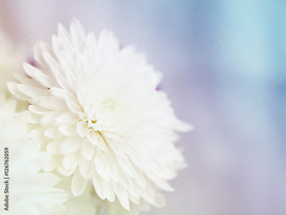 Gentle background with flowers of white chrysanthemums, soft focus