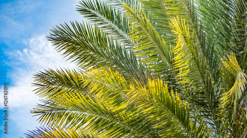 Green leaf and blue sky © thexfilephoto