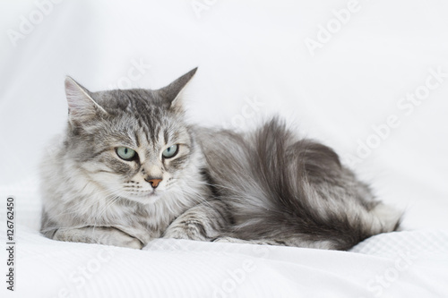 gorgeous silver cat of siberian breed