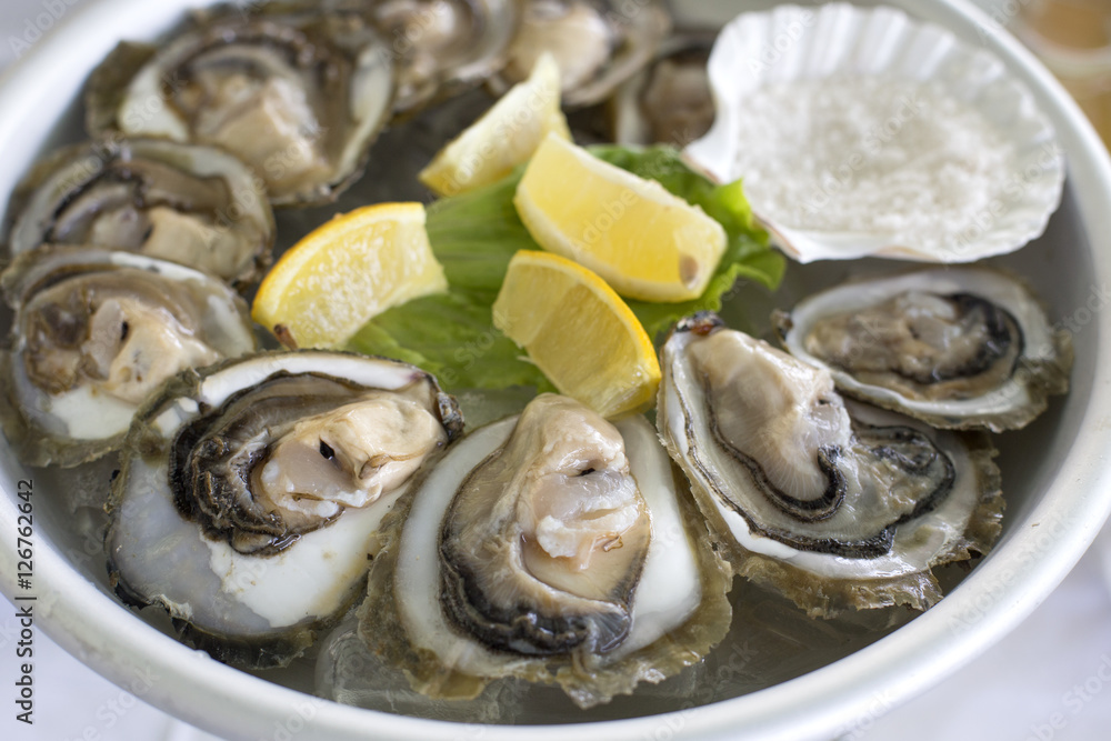Croatia oyster Croatia oyster