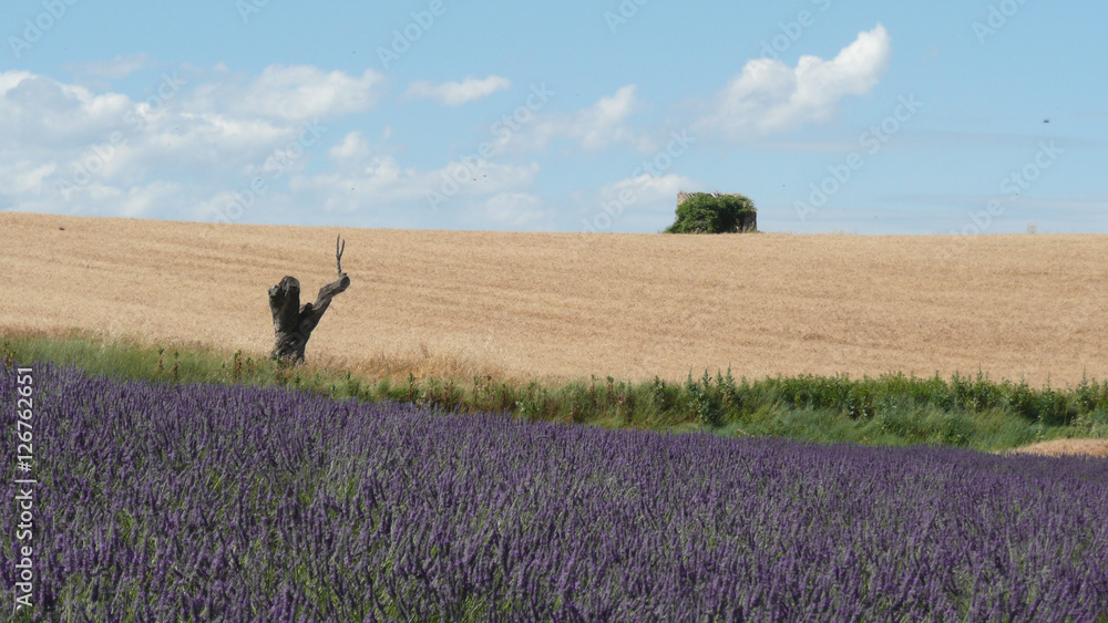 Fototapeta premium Lavanda in Provenza