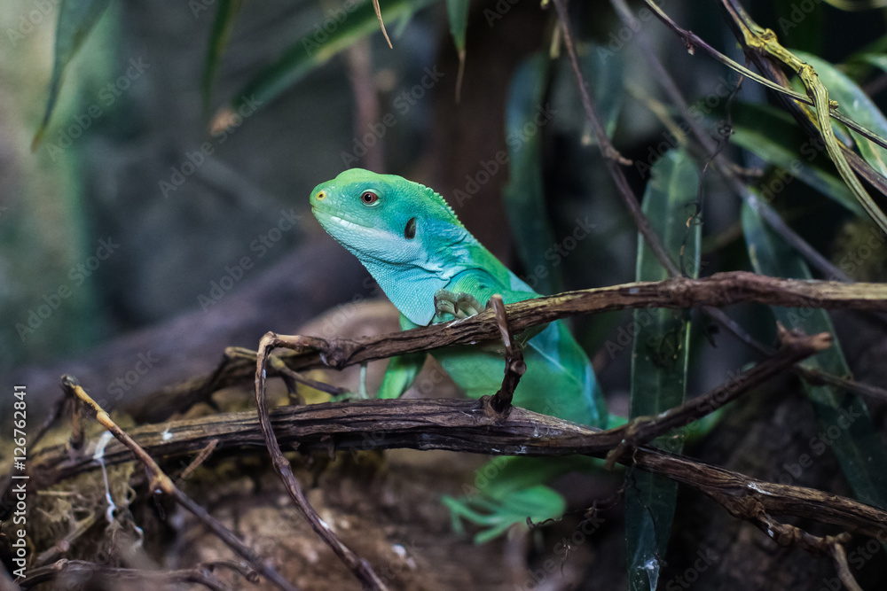 Fototapeta premium Chinese water dragon (Physignathus cocincinus), also called green water agama