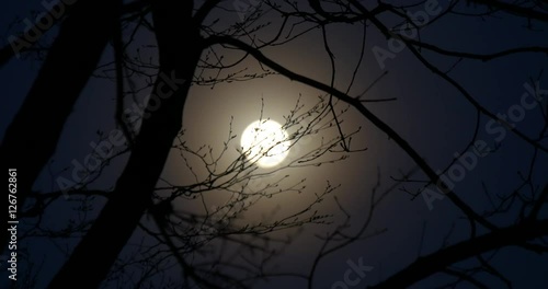 Moon of mood over the branches at nigh
