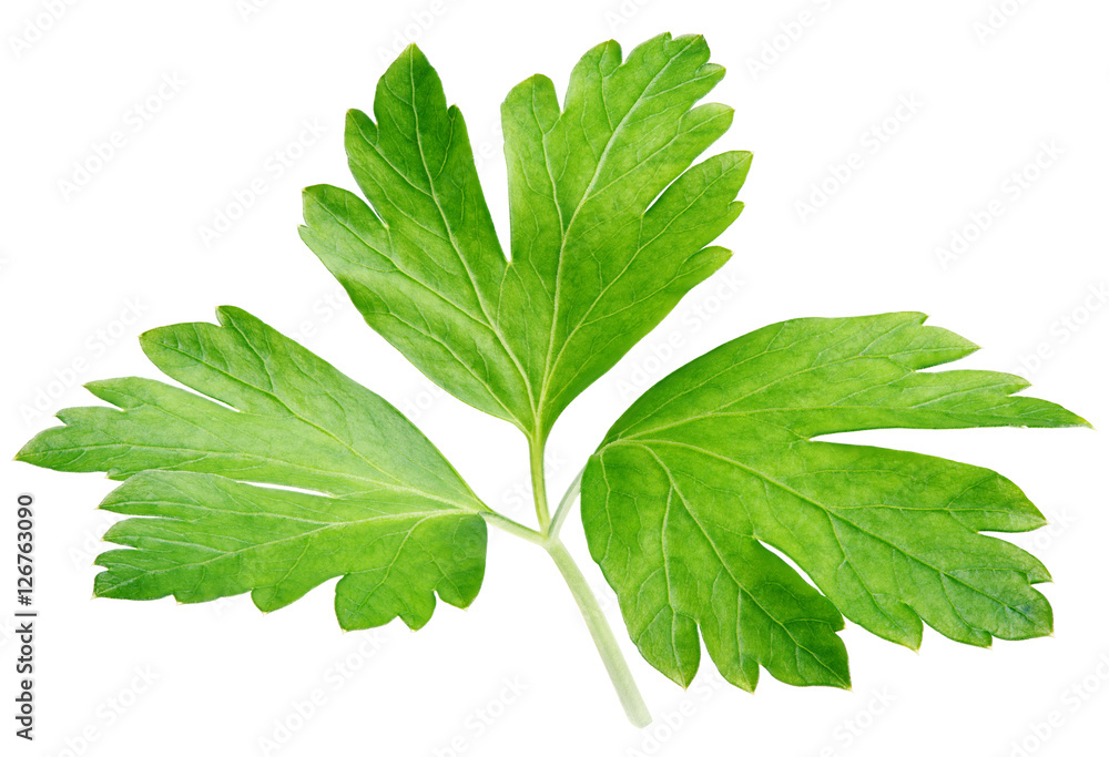 Garden parsley herb (cilantro) leaf isolated on white background with clipping path Garden parsley herb (cilantro) leaf isolated on white background with clipping path