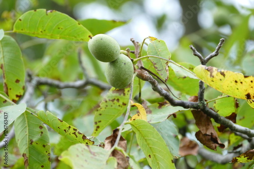 Wallpaper Mural Walnuts on a tree Torontodigital.ca