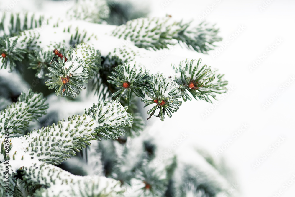 green spruce branches covered with a transparent shiny ice Park in the winter green spruce branches covered with a transparent shiny ice Park in the winter