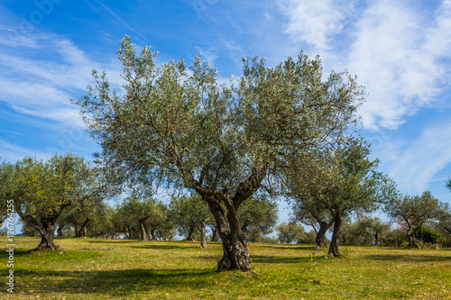 Olive trees in a plantation.