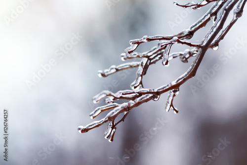 tree branches covered with a transparent shiny ice Park in the winter