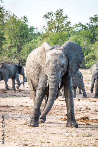 Elephant playing.