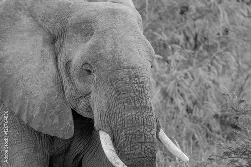 Side profile of an Elephant in black and white.