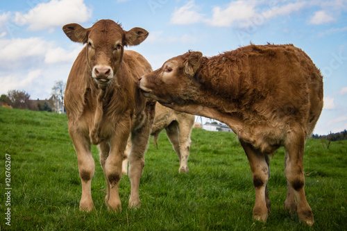 two calf friendship in nature